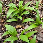 Gardenia-altach, 2-4 P, Kueche, Garten, Terrasse, Parkplatz, Wifi, Stellplatz Апартаменты *