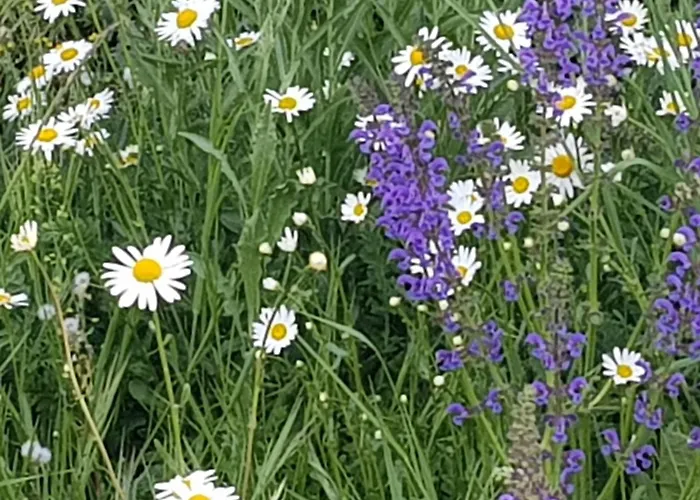 Gardenia-altach, 2-4 P, Kueche, Garten, Terrasse, Parkplatz, Wifi, Stellplatz * Altach