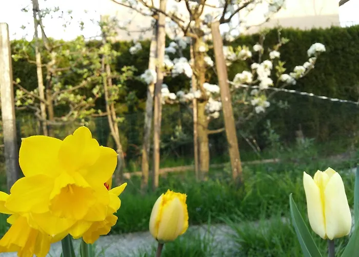 Gardenia-altach, 2-4 P, Kueche, Garten, Terrasse, Parkplatz, Wifi, Stellplatz * Altach